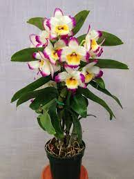 Dendrobium Lucky Angel Smash Holy Night X Eilen Beauty Dendrobium Orchids Care Growing Orchids Orchid Flower