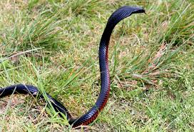 Red Bellied Black Snake Distributed Down The East Coast Except Tasmania And Into South Australia Less Venom Reptiles Reptile Snakes Reptiles And Amphibians