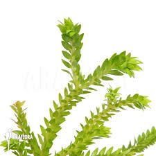 Image result for Lycopodium