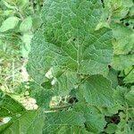 Image result for Crambe hispanica