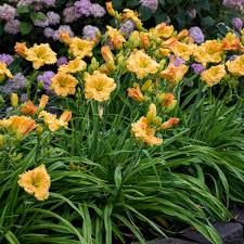 Maybe you would like to learn more about one of these? 8 Orange Perennials Walters Gardens Inc