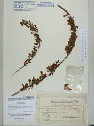 Image result for Antherotoma tenuis