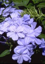 An evergreen vine that is not invasive, and has pretty blooms in the spring/summer. What Are Some Good Shade Tolerant Climbers For Zones 6 And 7 Gardening Landscaping Stack Exchange