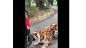 Sejauh ini, sudah 11 kambing warga yang dimangsa macan kejadiannya sudah beberapa hari ini, sudah 11 ternak warga dimangsa macan, kata kholil wahyudin, petugas kampung siaga bencana. Merinding Mobil Macet Jadi Sasaran Empuk Harimau Bumper Nyaris Terlepas
