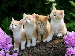 Four Cats Wallpaper New Wallpaper Cat 1600x1200 Download Hd Wallpaper Wallpapertip