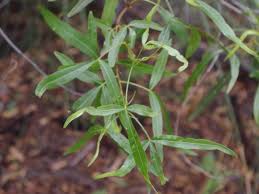 Image result for Searsia lancea