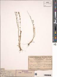 Image result for Elytrophorus spicatus