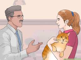 Has sold kittens to other people after. 3 Ways To Identify A Munchkin Cat Wikihow Pet