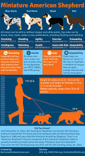 Miniature American Shepherd Infographic Created By Bertroms