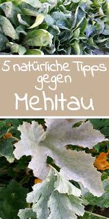 5 Tipps Gegen Mehltau Gruneliebe De Pflanzen Garten Pflanzen Gartentipps