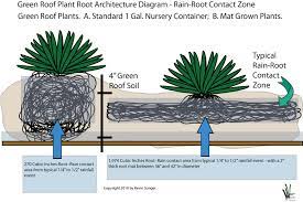 Kevin Songer Plants Art Languages Of Nature Green Roof Plant Root Architecture Photos And Comments Florida Green Roof Plants