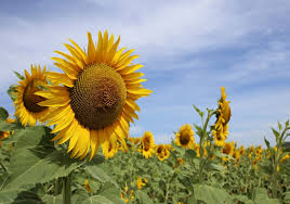 Maybe you would like to learn more about one of these? 15 Breathtaking Flower Fields Around The World That You Have To Frolic In Yoga Wine Travel