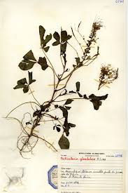 Image result for Agelanthus sansibarensis