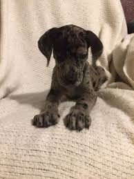 379 likes · 22 talking about this. Puppyfinder Com Great Dane Puppies Puppies For Sale Near Me In Pueblo Colorado Usa Page 1 Displays 10