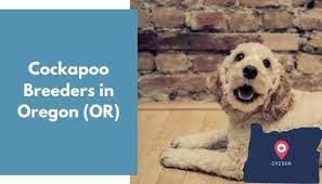 Located in aberdeen, nc, this breeder sells cockapoo puppies with passion. 3 Cockapoo Breeders In Oregon Or Cockapoo Puppies For Sale Animalfate
