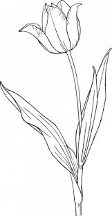 Coloriage Gratuit De Tulipe Tulipe Dessin Coloriage Tulipe