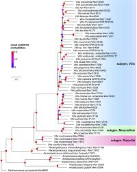 Image result for Ampelocissus abyssinica