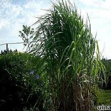 We did not find results for: Riesen Chinaschilf Miscanthus X Giganteus Pflanzen Kaufen Online