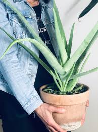 L'aloe vera est une succulente attrayante et facile à utiliser qui en fait un excellent compagnon à l'intérieur. Comment Entretenir Son Aloe Vera Osez Planter Ca Pousse