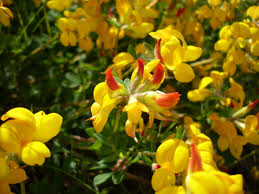 We aim to enrich everyone's life through plants, and make the uk a greener and. Lotus Corniculatus Wikipedia