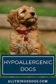 Hypoallergenic Dogs Best Hypoallergenic Dogs Hypoallergenic Dog Breed Dog Breeds Medium