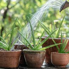 Image result for Aloe vera