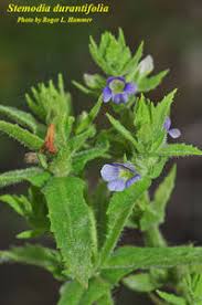 Image result for Stemodia serrata