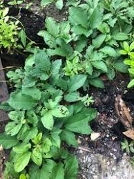 Image result for Telfairia occidentalis