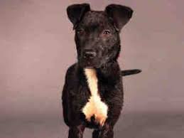 Black And White Pit Bull Terrier Pin On Adoptable Dogs Cats Horses