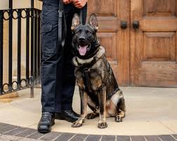 New Police Dog Thor starts as he means to go on | Northamptonshire Police