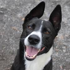 Martinsville Henry County...