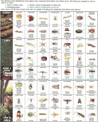 Insect Identification Chart Gardening Pinterest
