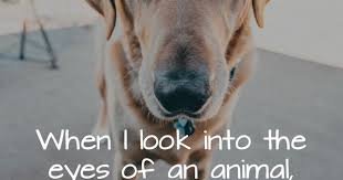 When I Look Into The Eyes Of An Animal When I Look Into The Eyes Of An Animal I Don T See An Animal I See A Living Being A Friend A Soul Pets Animals Petso Pets Animal Quotes Animals
