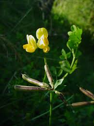Image result for Lotus corniculatus