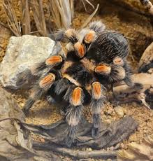 Image result for Brachythrix