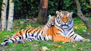 The spruce / wenjia tang take a break and have some fun with this collection of free, printable co. Free Printable Tiger Coloring Pages Crafts Kids Love