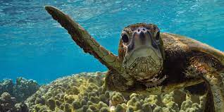 How Long Do Sea Turtles Live And Other Sea Turtles Facts Wwf