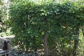 Identifying climbing vines is usually easier during the summer months when the vines have flowers. 11 Species Of Invasive Vines