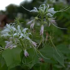 Image result for Justicia incana