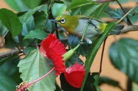 Odkryj sangihe white eye bird critically endangered stockowych obrazów w hd i miliony innych beztantiemowych zdjęć stockowych, ilustracji i wektorów w kolekcji shutterstock. White Eye Changes From I O C Ver 9 1 Lee S Birdwatching Adventures Plus