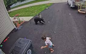 Family dog gets in between charging bear and young boy - ABC News