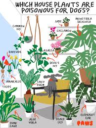 Elephant's ear includes the toxin called calcium oxalate. Which House Plants Are Poisonous For Dogs Album On Imgur
