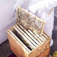 A beehive at home brings your garden to life as the bees pollinate your plants for optimum yield. What You Need To Start A Backyard Beehive Hgtv