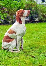 Image result for italský krátkosrstý ohař