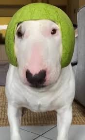 Does Watermelon Walter Go Crazy Let Me Know Walterlore Animal Jokes Funny Yugioh Cards Funny Dogs