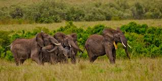 Tracking Elephant Migrations Magazine Articles Wwf