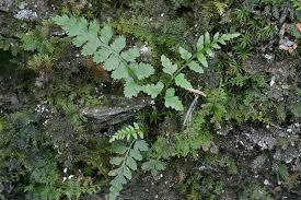 Image result for Asplenium simii