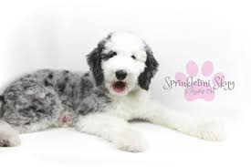 Black And White Sheepadoodle For Sale Blue Merle Sheepadoodle Sprinkletiniskyy Bluemerlegoldendoodles Bluemerlesheepadoodles Bluemerlebernedoodles Blueeye Goldendoodle Sheepadoodle Lab Puppies