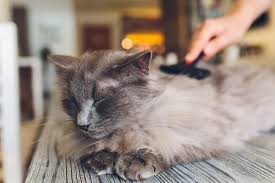 When you see pieces of your cat's claws on the floor or embedded in his scratching post, it just means that the outside layer of his claw has grown beyond the blood supply and therefore falls off when he scratches — revealing a. Cat Shedding Why Cats Shed What You Can Do To Manage The Mess Daily Paws