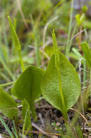 Image result for Ophioglossum vulgatum